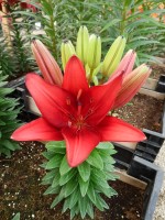 [5018 TinyDragon No02.JPG]